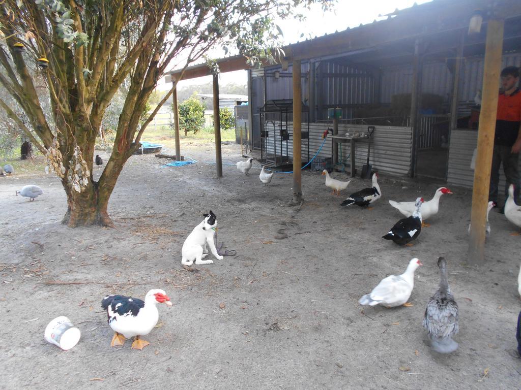 Kerriley Park Farmstay Yelverton Exterior photo